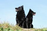 SCHIPPERKE 656